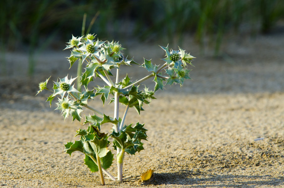 Plantas secas - reserva del Muntanyans - Tarragona - Catalunya 1